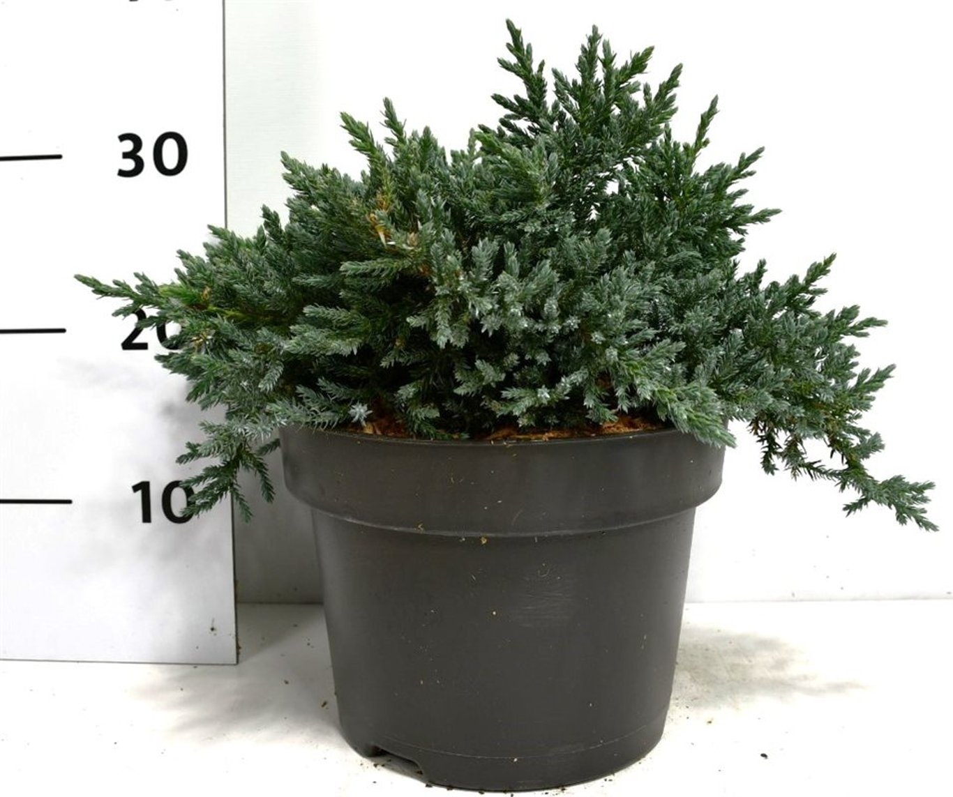 Juniperus squamata 'Tropical Blue' - C5 25-30 CM